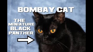 10 Bombay Cat Facts - The Miniature Black Panther - Animal a Day B Week