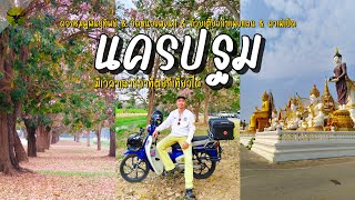 เที่ยวนครปฐม | ฤดูดอกชมพูพันธุ์ทิพย์ เบ่งบาน กับ 4 ที่เที่ยวอำเภอกำแพงแสน | รันจวนทริป