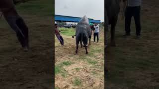 #Murrabull #sultan #animals #videos #treatment #cross #sortvideos