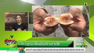 ป.โทปลูกมะเดื่อฝรั่งสร้างรายได้ | 14-06-60 | ตะลอนข่าวเช้านี้