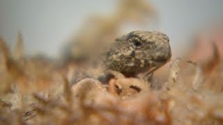 Tuatara surprises staff at National Kiwi Centre by giving birth