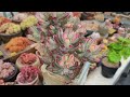 이렇게 키우기 쉬운 다육이가 또 있을까요 succulent succulent plant