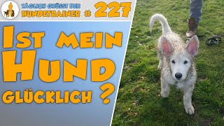 Ist mein Hund glücklich? -  3 Punkte, die jeder glückliche Hund \