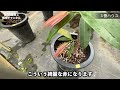 福樹園の農場を案内しますpart.1【観葉植物】