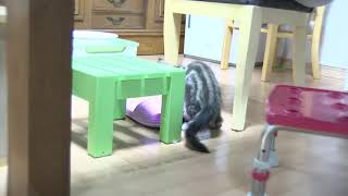 うちに居るのが最後のシンバ君メインクーンの子猫