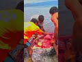 Sekor penyu belimbing berukuran besar di temukan dalam kondisi mati di pantai jontona #sorotan #maco