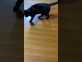 早起きの黒猫！朝ごはんの催促がはげし過ぎる 保護猫 元野良猫 猫動画 猫かわいい