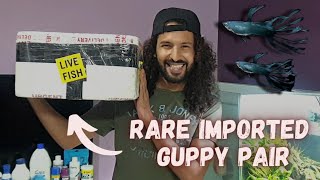 Unboxing Imported Guppy Fish | Guppy Breeding Pair