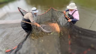 【無限錦鯉】選別がまだまだ終わらない鯉屋の末路#泳ぐ宝石錦鯉#koi #koifish