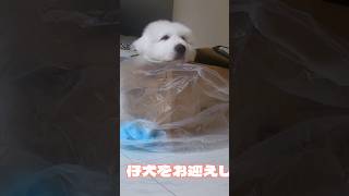 お家に超大型犬が、やってきた！子供にドッキリ！