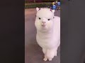 baby llama pulls a sassy walk 😂 cute animals tik tok compilation try not to laugh challenge 2021