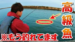 良型の高級魚が堤防から釣れる季節です【茨城県】