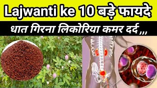 Lajwanti ke fayde | tukhm lajwanti use aur benefits लाजवंती छुई मुई के फायदे