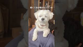 パパの背中が暖かくて睡魔と闘う生後1歳3ヶ月のマルチーズ #shorts #マルチーズ #眠い犬 #パパっ子 #maltese