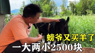 一头母羊生了对龙凤胎，螃爷出2500块买来，是亏还是赚呢？【螃爷Pang】