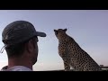 Cheetah on jeep, face to face, Masai Mara, Kenya Jukin Media Verified (Original)