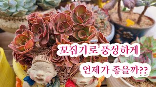 가을에예쁜#로스코프#흑사금#에오니움속#꼬집기 언제가 좋을까??