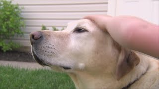 Lake Dallas Animal Shelter permanently closes