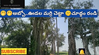 #pillamarri#udalamarri#baniyantreeమర్రిచెట్టు,ఊడల మర్రిచెట్టు#honeytree#marrichettu,keywordsintelugu