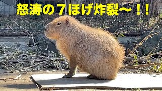 ラ・メール怒涛のほげ連発！　大宮公園のカピバラたち