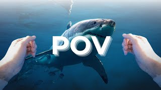 POV: Shark Diving in Hawaii