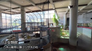 番外編 カメの展示がいっぱい【‎2023‎年‎4‎月‎10‎日】【八木山動物公園フジサキの杜】は虫類館