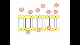 Simple Diffusion Animation