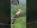 Impressive melody of the very Beautiful hoopoe Bird