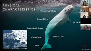 Broadreach Lecture Series: Beluga Ecology & Conservation: Insights from Alaska & the Canadian Arctic