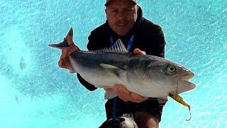 SHARKS ALL AROUND THE BOAT! - Port Hacking Salmon Frenzy! - Reel Fishing Episode 100