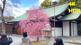 4K HDR【京都市伏見区/城南宮/2021】2/23(火・祝)