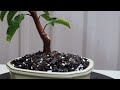 portugal laurel prunus lusitanica bonsai repot