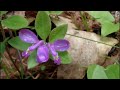 mynature apps identifying gaywings polygala paucifolia