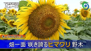 畑一面 咲き誇るヒマワリ　野木　きょうからフェス