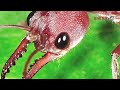 உயிரை எடுக்க 15 நிமிடங்கள் தான் இந்த எறும்பு பற்றி தெரியுமா bulldog ant