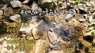 [산끝막장토지800평]국유림40만평계곡물흐르는남향입니다#괴산토지매매#충청도땅매매#충북토지매매#보은토지매매#청천면토지매매#시골땅#시골집#농막토지매매#귀농#귀촌#괴산땅매매#경기도땅매매