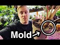 Remove White Mold from Houseplant Soil