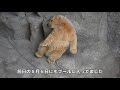 初めて展示場のプールに入りました！【131日齢】polar bear baby growth record day 131