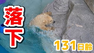 初めて展示場のプールに入りました！【131日齢】Polar Bear Baby Growth Record(Day 131)