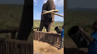 elephant #animals #wildanimals #wildelephant #video #shorts