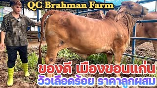 แวะชม QC Brahman Farm เปิดราคานาทีทอง วัวบราห์มันเลือดร้อยราคาลูกผสม จับต้องได้ ไม่แพง