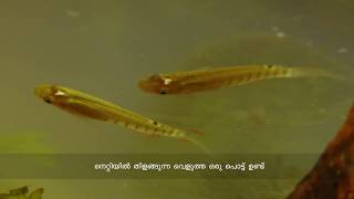 Aplocheilus lineatus |മാനത്തുകണ്ണി | Malayalam | FISHES IN KERALA