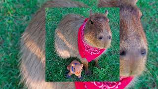 [FREE]Freestyle x DaBaby x Jack Harlow type beat "Capybara"