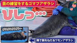 芸の練習をするゴマフアザラシと、隣でひたすら餌をねだるワモンアザラシ【オホーツクとっかりセンター/北海道紋別市】