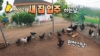 🐔흑시골청계 병아리 새집 입주하는날