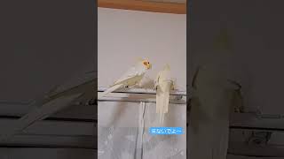 なかなか距離が縮まらない(笑)#オカメインコ#ショート動画#インコ動画#放鳥#インコ好きと繋がりたい