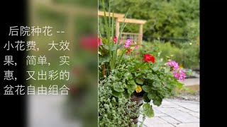 后院种花 -- 小花费，大效果，简单，实惠，又出彩的盆花自由组合