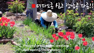 [Sub] Planting green onion seedlings / Planting kidney beans / Organic crops