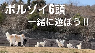 【ボルゾイ６頭で遊ぼう！！】play with friends!!久しぶりにお友達とドッグランで遊びました！仲良く遊べるかな！？