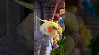 Cuddled in Comfort 😃: Baby Tiel's Petting Delight🥹❤️🥹 #asmr #pickNgift